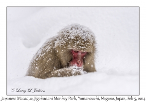 Japanese Macaque