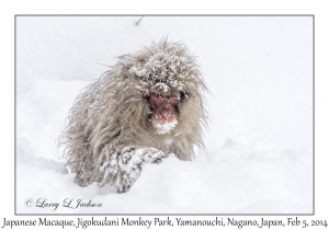 Japanese Macaque