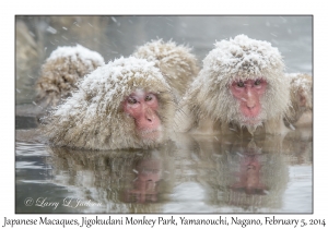 Japanese Macaques