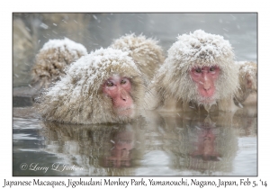 Japanese Macaques