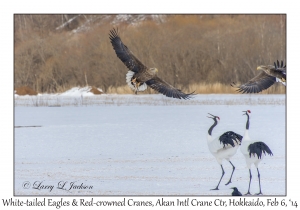 White-tailed Eagle & Red-crowned Cranes