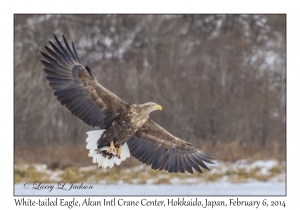 White-tailed Eagle