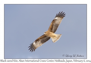 Black-eared Kite