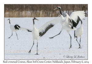 Red-crowned Cranes