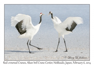 Red-crowned Cranes