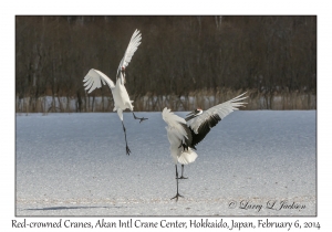 Red-crowned Cranes