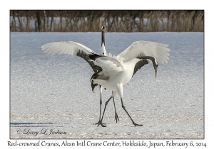 Red-crowned Cranes