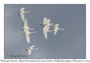 Whooper Swans