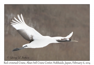 Red-crowned Crane