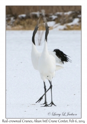 Red-crowned Cranes