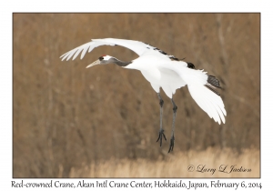 Red-crowned Crane