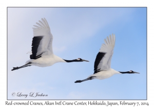 Red-crowned Cranes