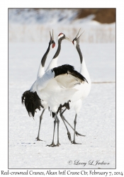 Red-crowned Cranes