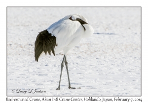 Red-crowned Crane