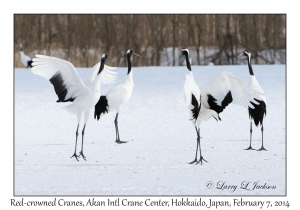 Red-crowned Cranes