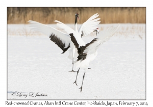 Red-crowned Cranes