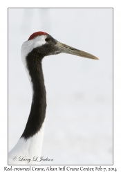 Red-crowned Crane