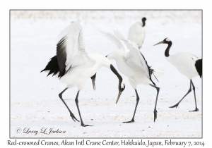 Red-crowned Cranes