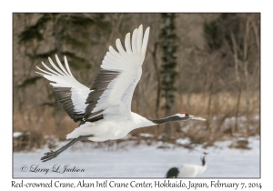 Red-crowned Crane