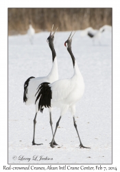 Red-crowned Cranes