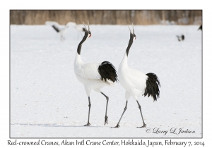 Red-crowned Cranes