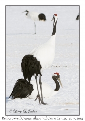 Red-crowned Cranes