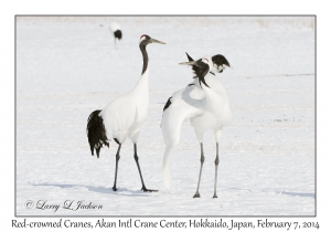 Red-crowned Cranes