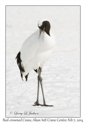 Red-crowned Crane