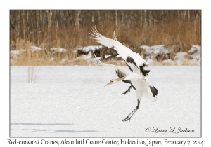Red-crowned Cranes
