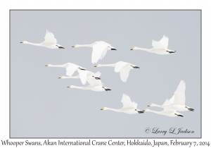 Whooper Swans