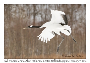 Red-crowned Crane