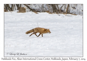 Hokkaido Fox