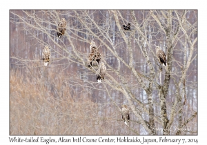 White-tailed Eagles