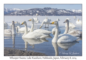 Whooper Swans