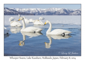 Whooper Swans