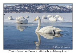 Whooper Swans