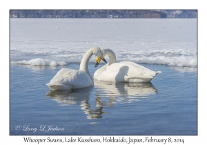 Whooper Swans