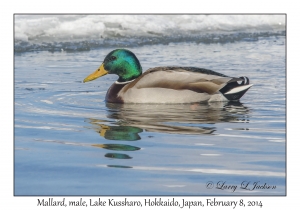 Mallard, male