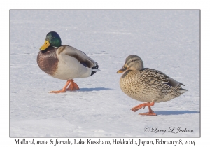 Mallards