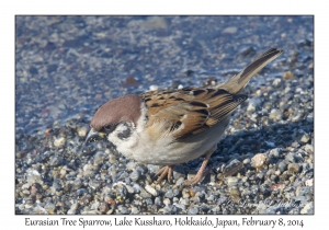 Eurasian Tree Sparrow