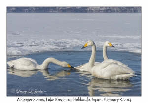 Whooper Swans