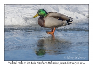 Mallard, male