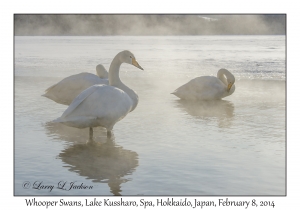 Whooper Swans