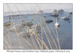 Whooper Swans