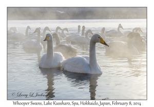 Whooper Swans