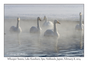 Whooper Swans