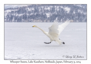 Whooper Swan