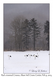 Red-crowned Cranes