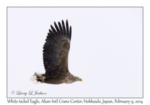 White-tailed Eagle