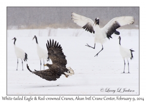 White-tailed Eagle